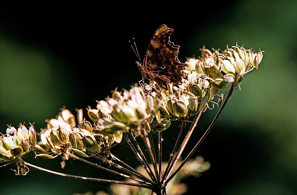 Comma