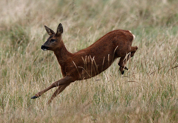 Roe Deer