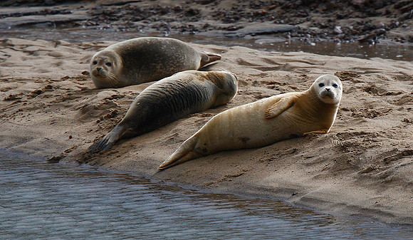 Seal