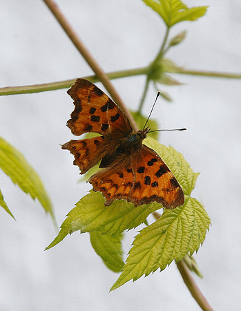 Comma