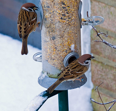Tree Sparrow
