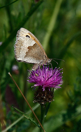 Meadow Brown