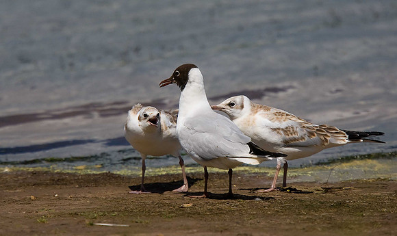 Black-headed Gull