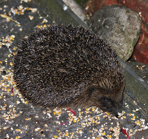 Hedgehog
