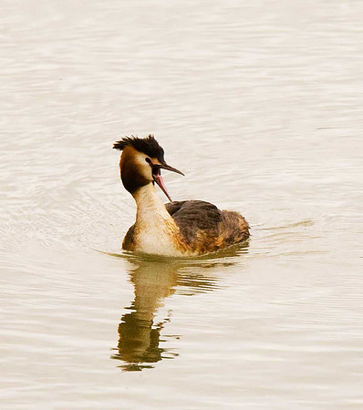Great-crested Grebe