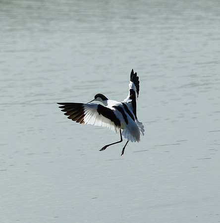 Avocet