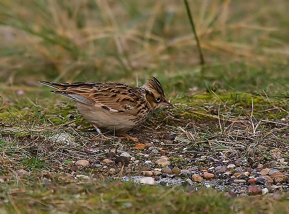 Woodlark