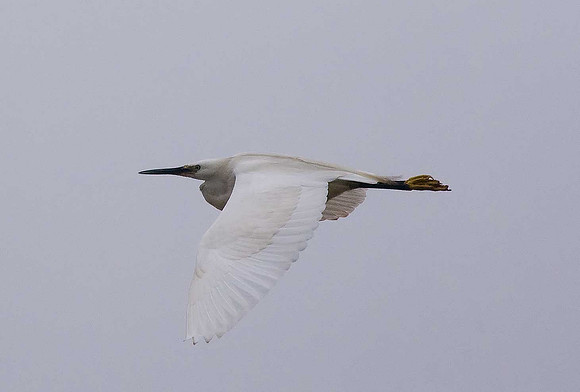 Little Egret
