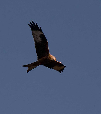 Red Kite