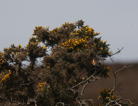Whinchat