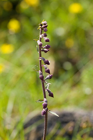 Dark Red Helleborine BMQ