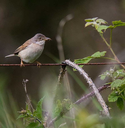 Whitethroat