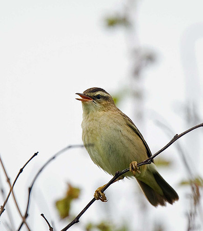 Sedge Warbler