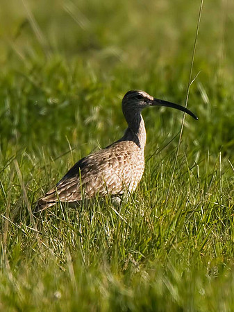 Whimbrel