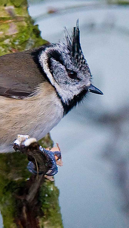 Crested Tit