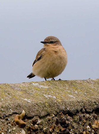 Wheatear