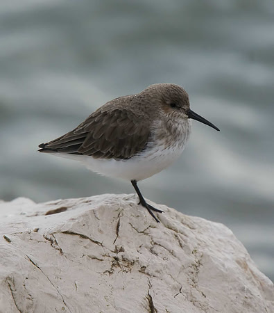Dunlin