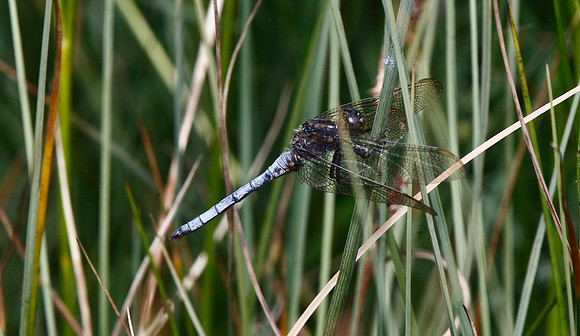 Black-tailed Skimmer