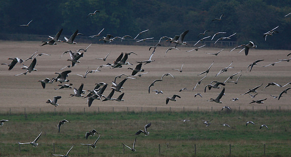 Common Crane