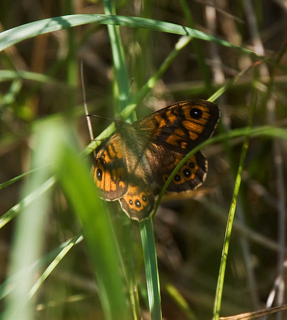 Wall butterfly