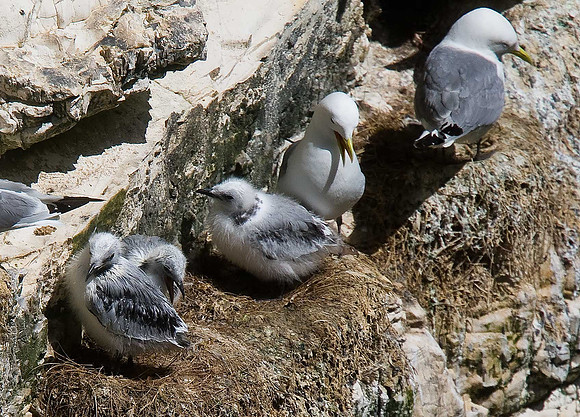 Kittiwake