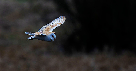 Barn Owl