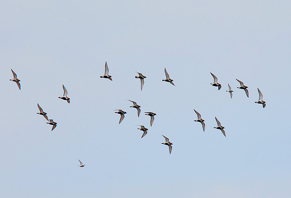 Golden Plover