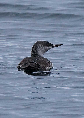 Red-throated Diver