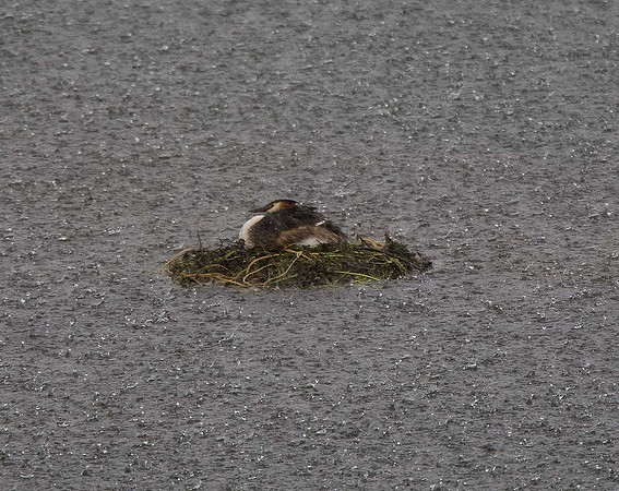 Great Crested Grebe