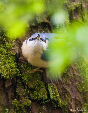 Nuthatch
