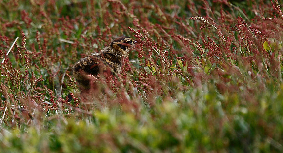 Red Grouse chick