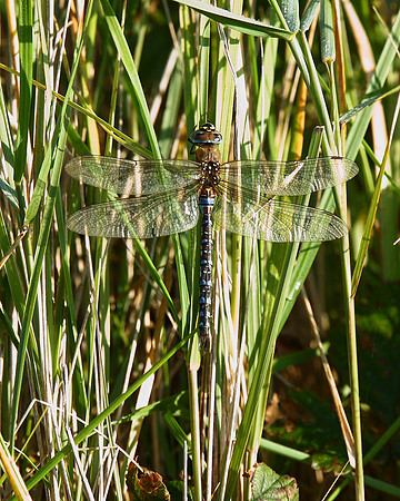 Migrant Hawker