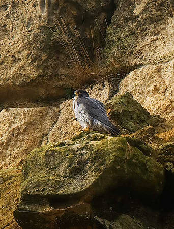 Peregrine Falcon