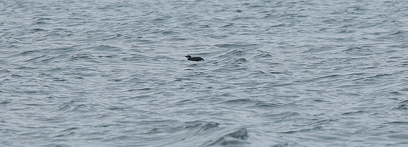 Guillemot