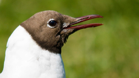 Black-headed Gull