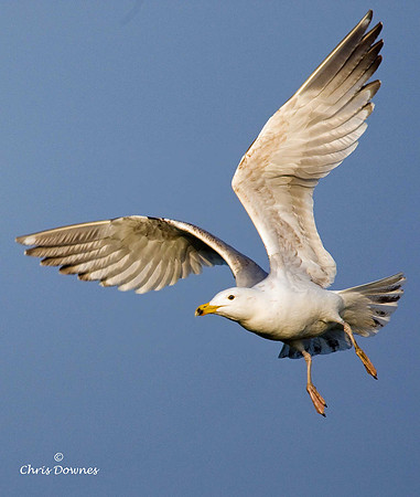 Herring Gull