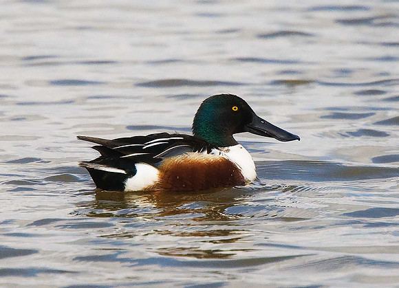 Shoveler