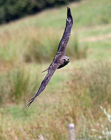 Common Buzzard