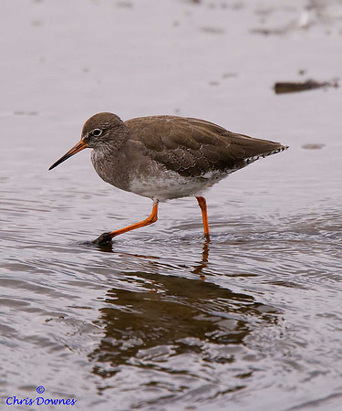 Redshank