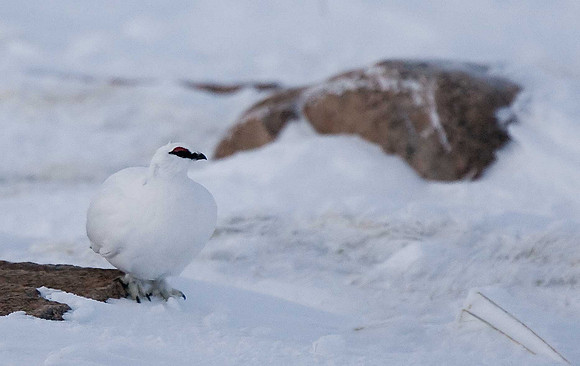 Ptarmigan