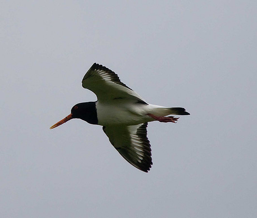 Oystercatcher