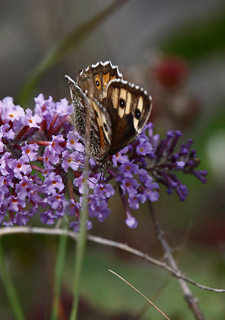 Grayling