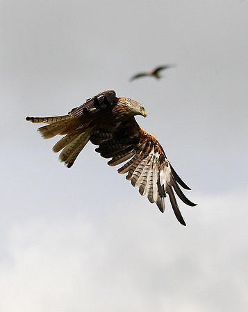 Red Kite