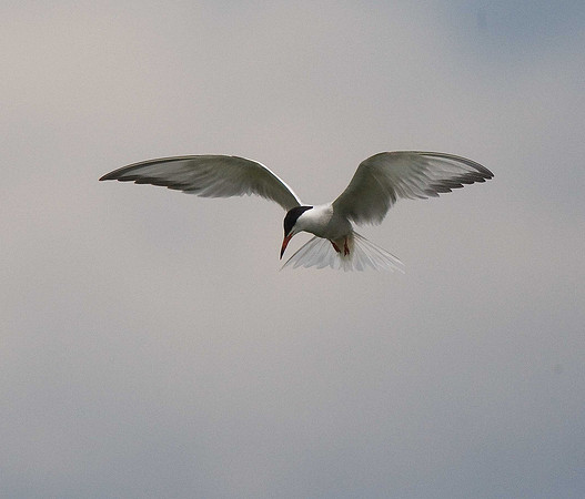 Common Tern
