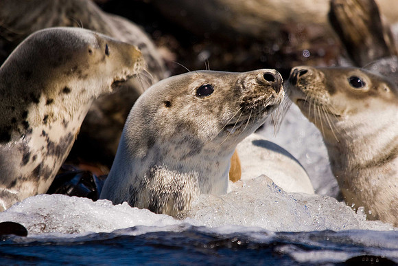 Grey Seal