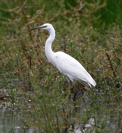 Little Egret