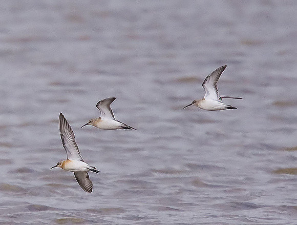 Curlew Sandpiper