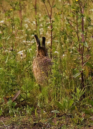 Hare