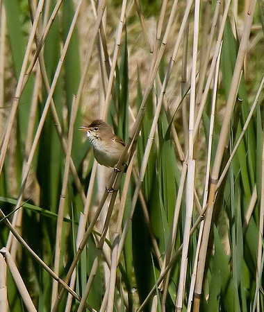 Reed Warbler