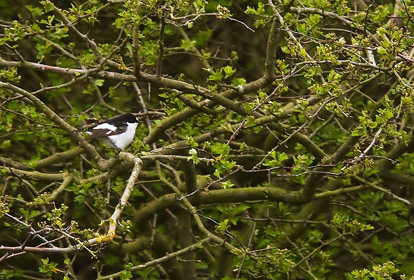 Atlas Flycatcher??